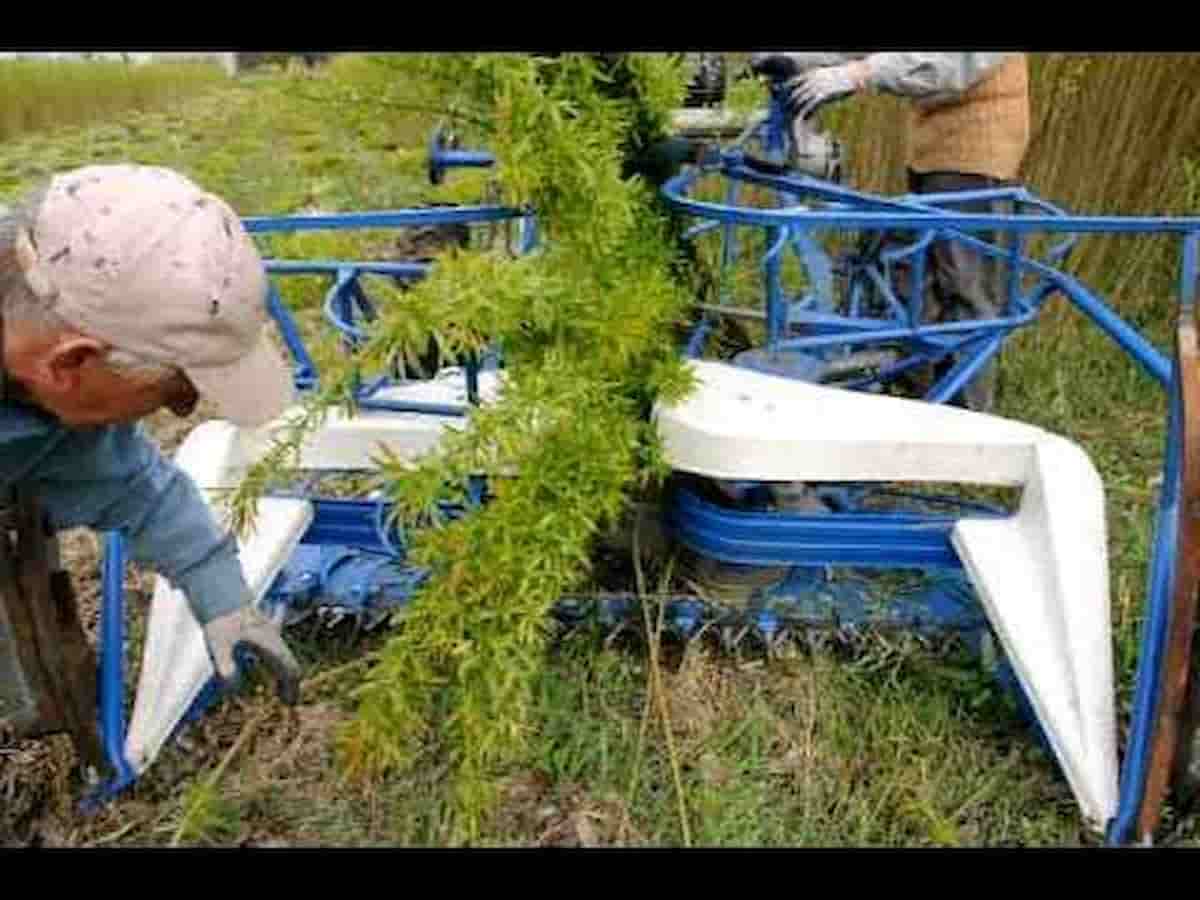 دروگر دو چرخ گندم چین با طراحی سبک و مناسب زمین های محدود